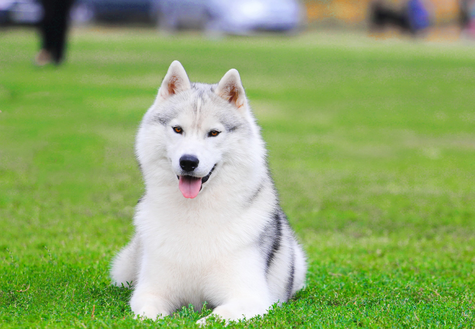 Most Popular Female Dog Names thumbnail